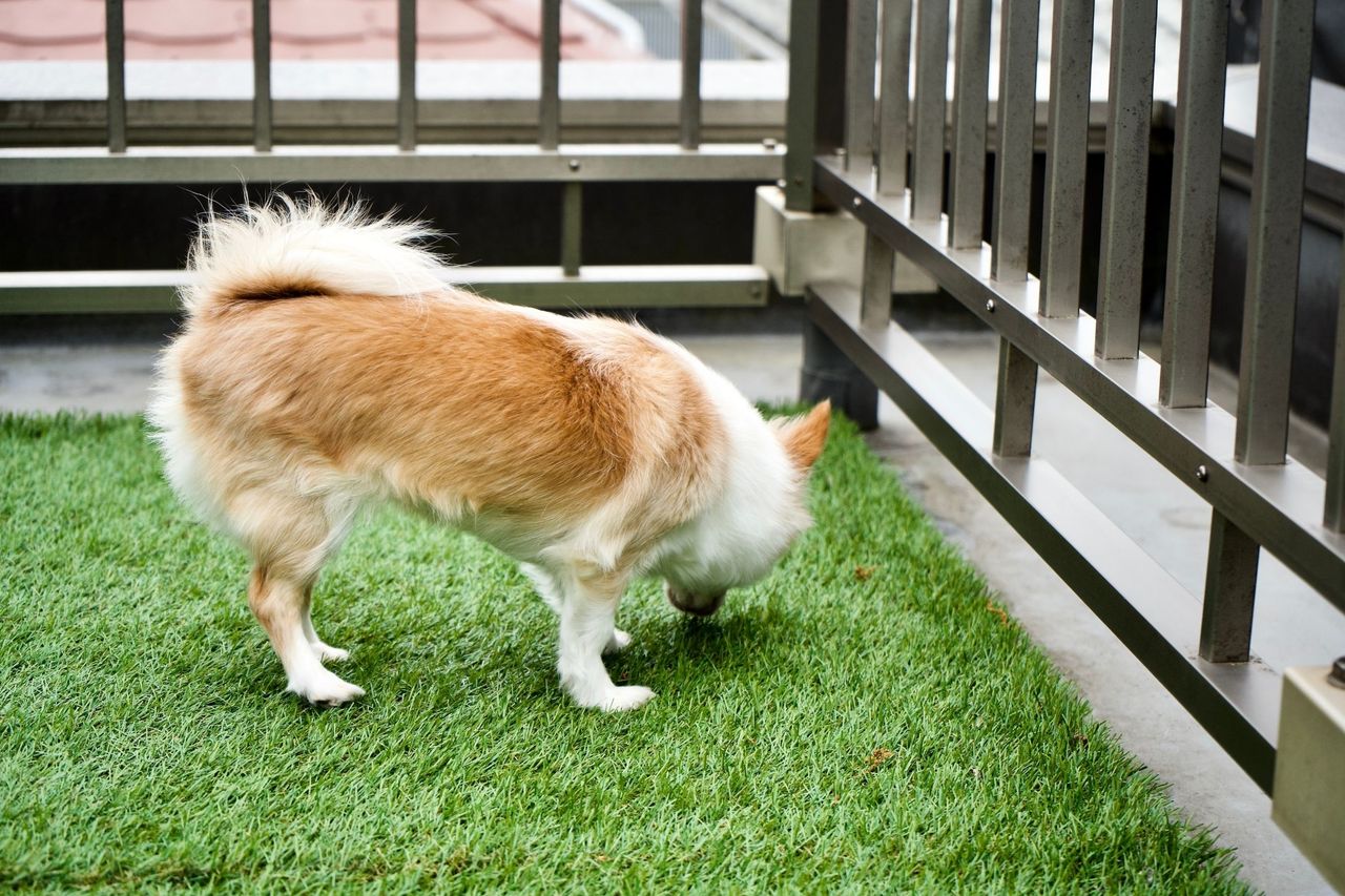 A dog run surfaced in artificial turf